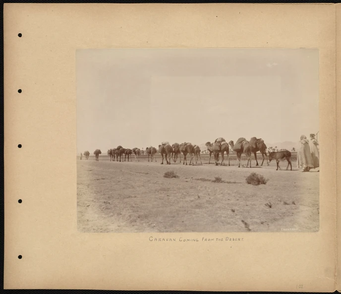 a large group of camels walking through a desert
