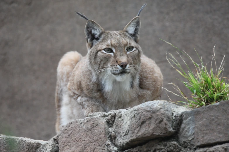 a close - up of a lynx standing next to rocks
