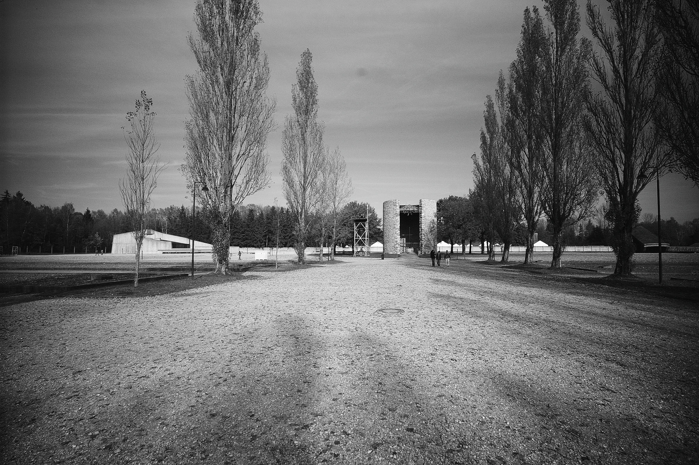 trees line a street and dirt road in the evening