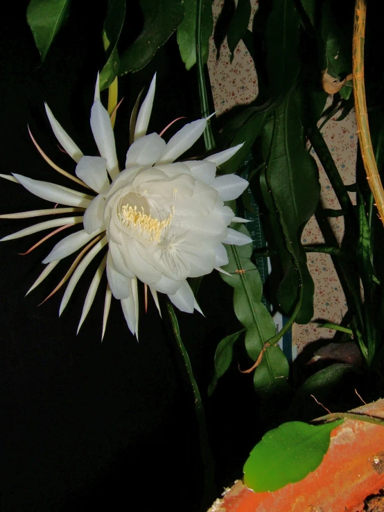 a white cactus flower with a green stalk