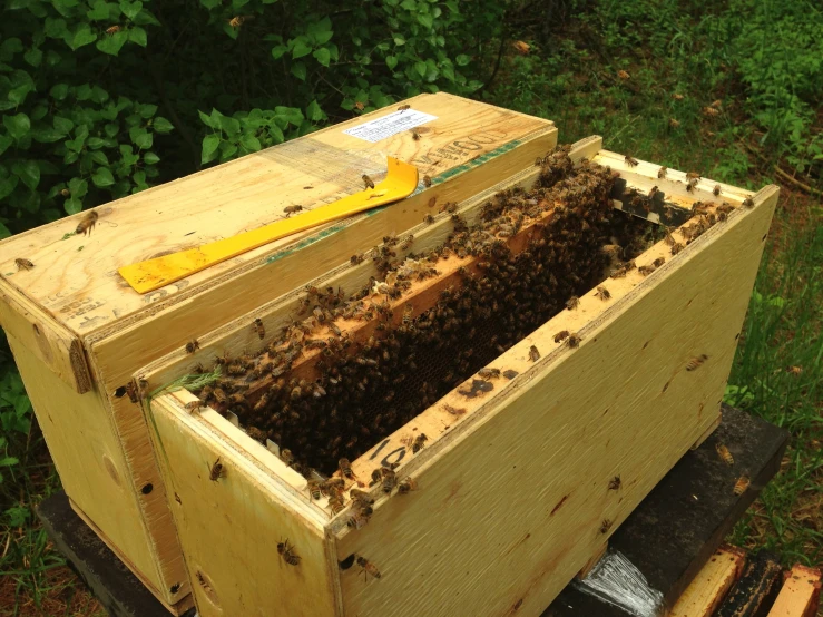 a beehive is full of bee honey from all over the world