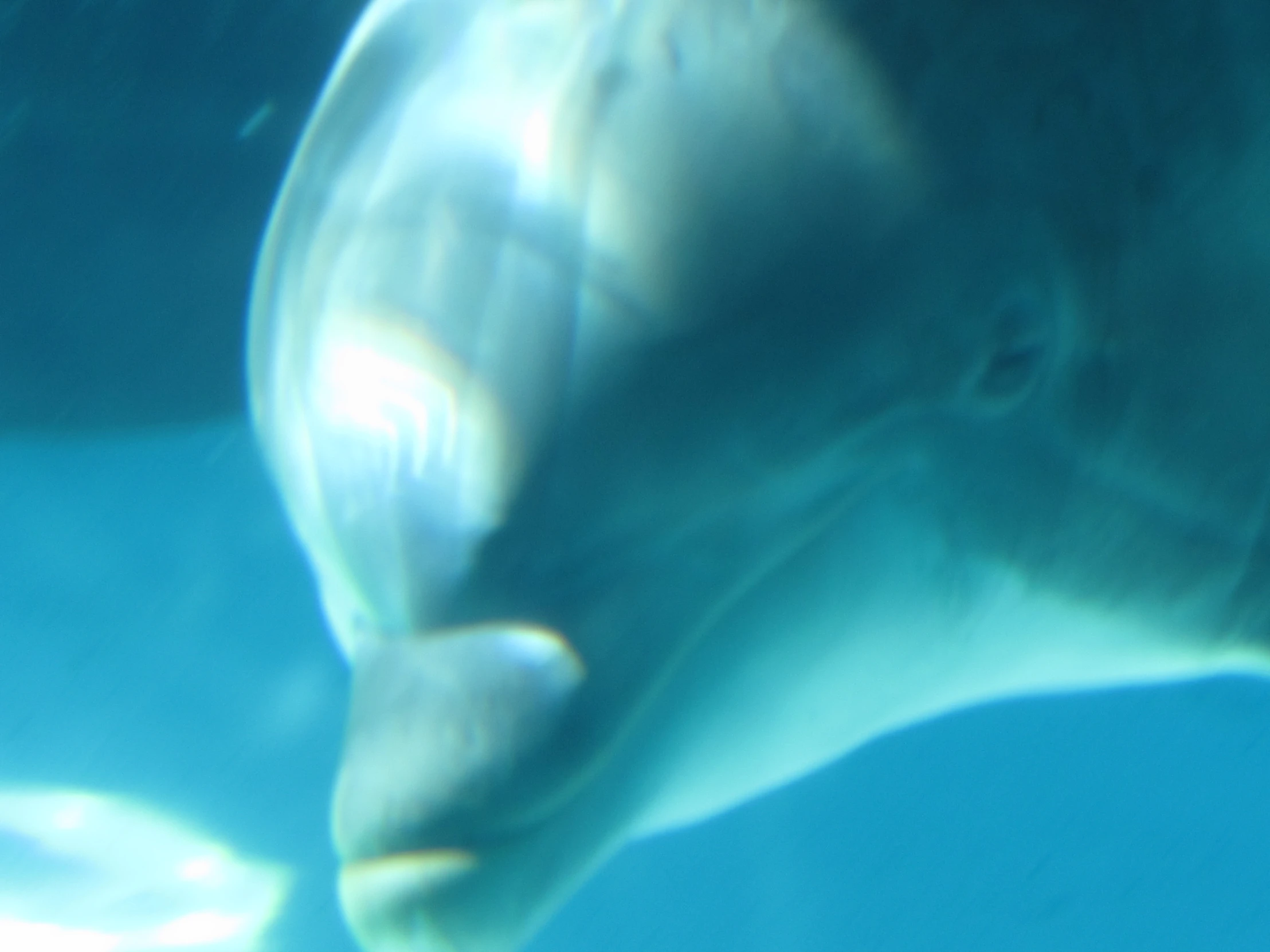 an elephant head through the water looking at camera