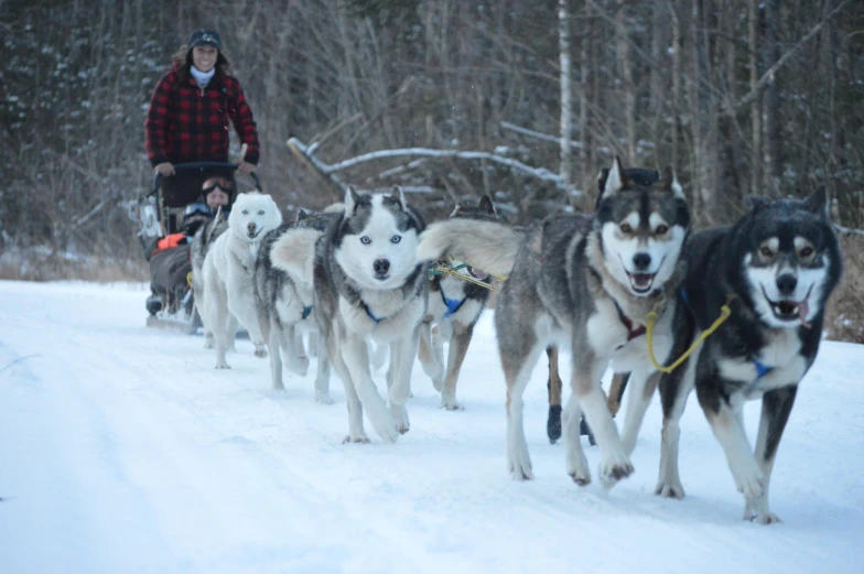 a person rides a sled as they pull several husky dogs