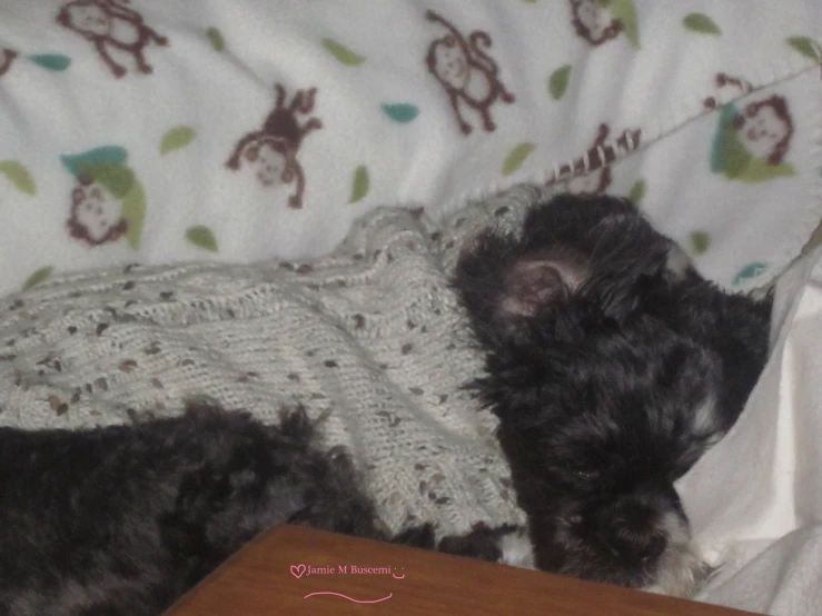 a black dog laying in a bed next to a wooden drawer