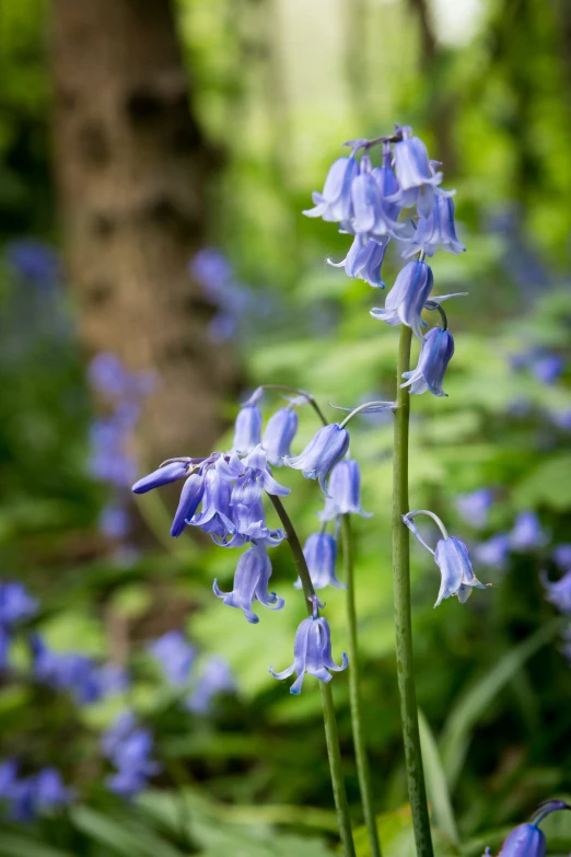 a tall flower is in the middle of bluebells