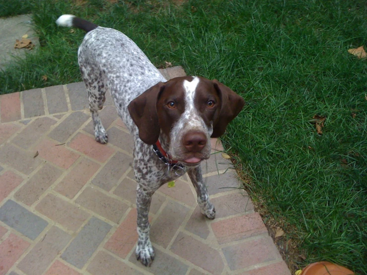 an image of a brown and white dog standing in the grass