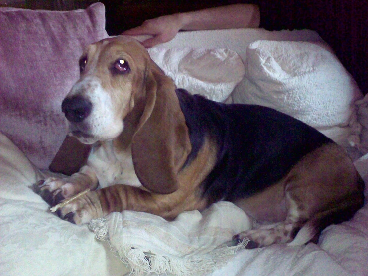 a dog is laying on a white bed