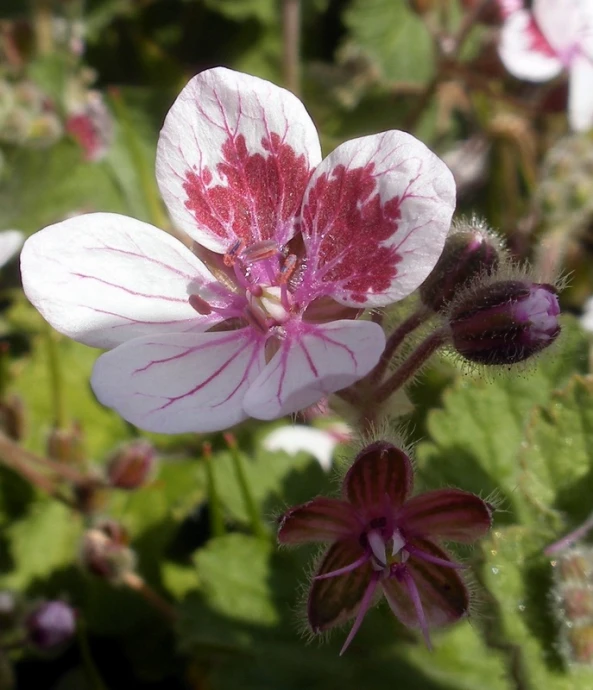 the beautiful red and white flowers have pink centers