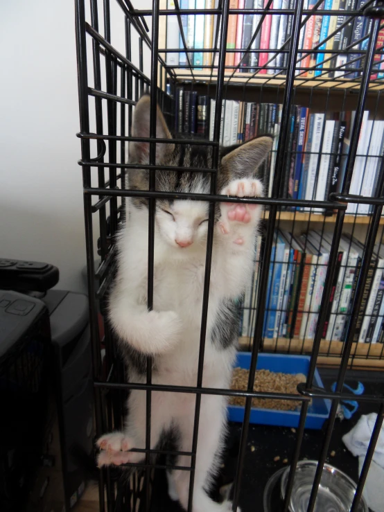 the cat is sitting in the cage by himself