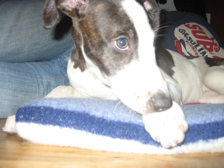 a dog sitting on a cushion with its paw resting