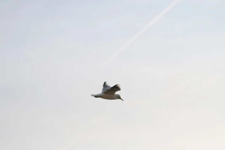 seagull flying through the sky with contrails above