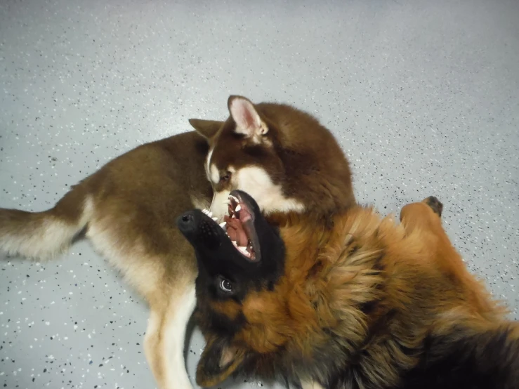 two dogs that are fighting over each other
