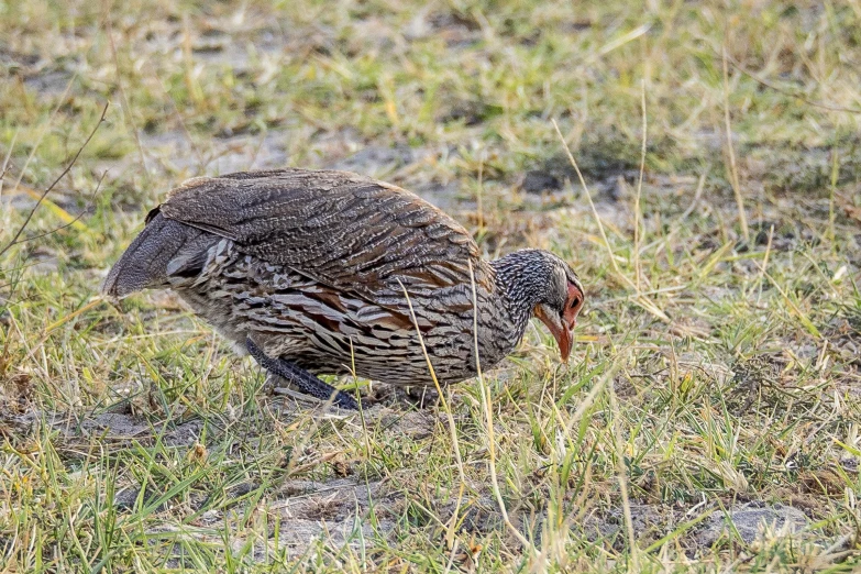 a small bird standing on top of green grass