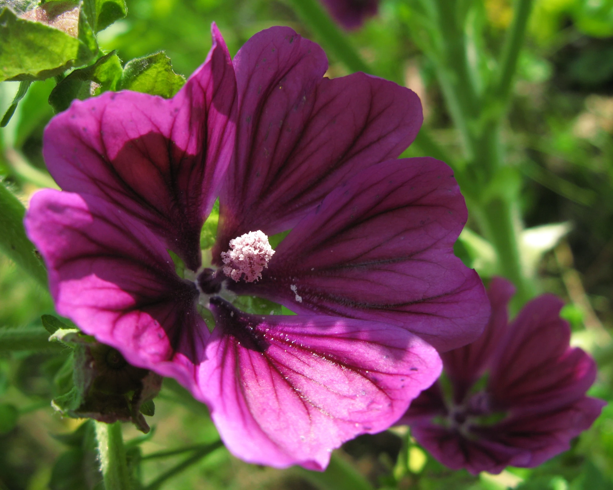 purple flower that is blooming in the wild