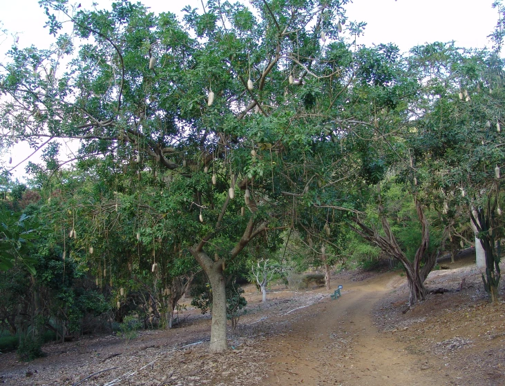 a couple of trees and people walking in the distance