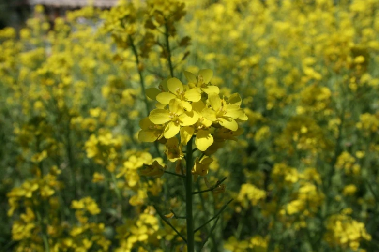 a field full of yellow flowers sitting on the ground