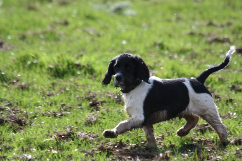 the small black and white dog is running in the field