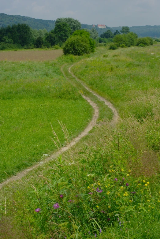 an image of a country road going through a field