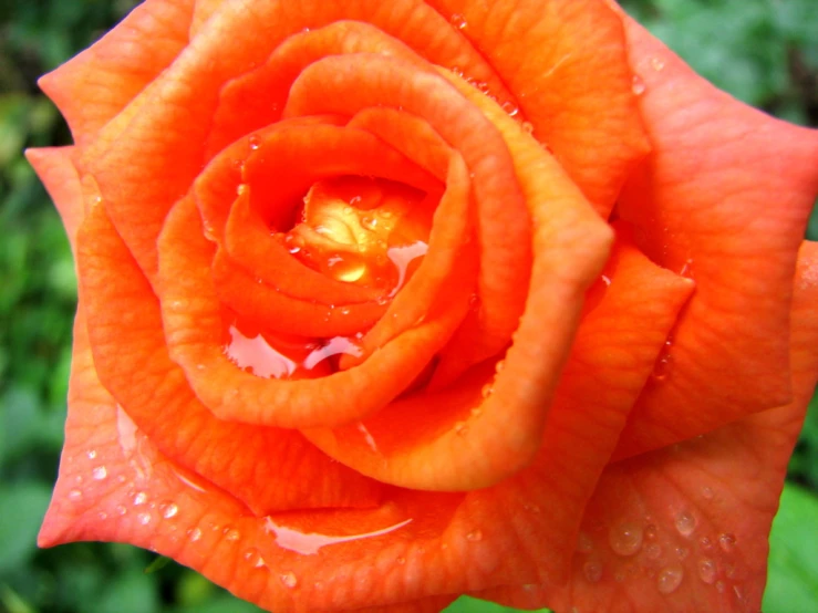 the stem of a orange rose with water droplets