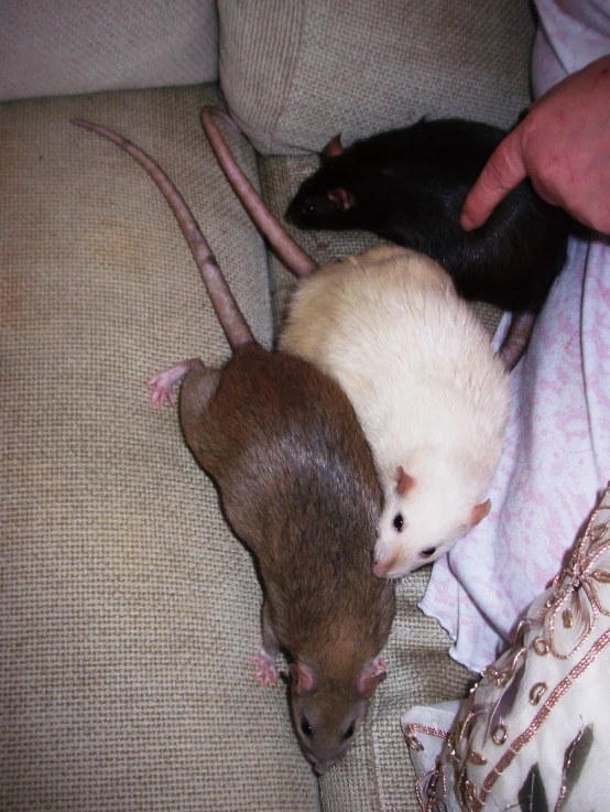 two white mice are on the couch and a person is reaching for one
