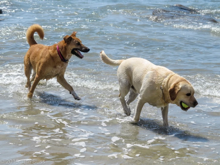 two dogs play in the water at the beach