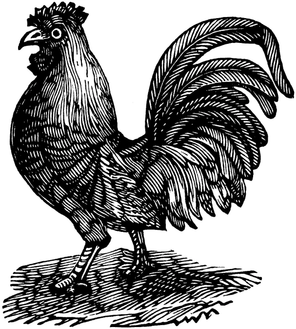 a black and white image of an abstract rooster