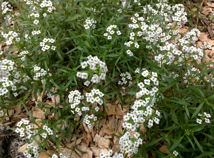 some white flowers and leaves by some rocks