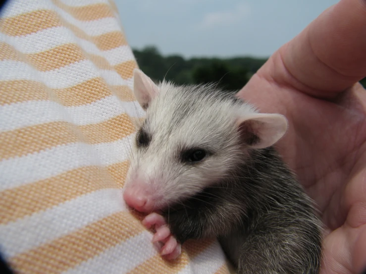 a hand is holding an animal by the arm