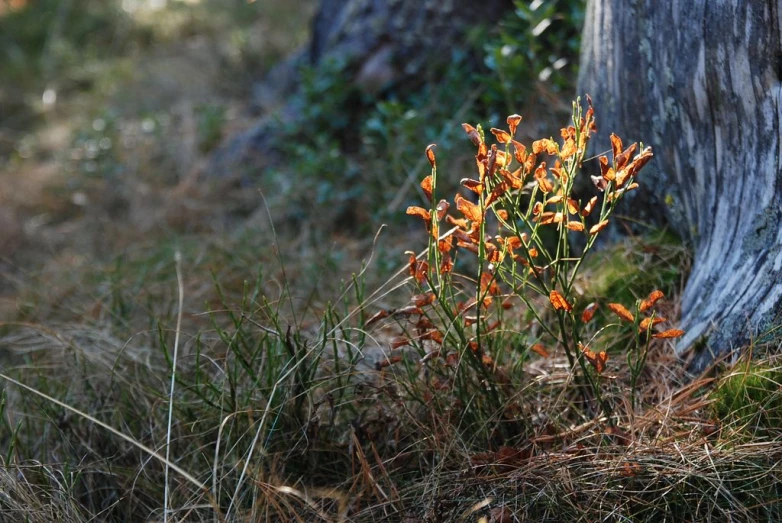 a small plant growing from a patch of grass near a large tree