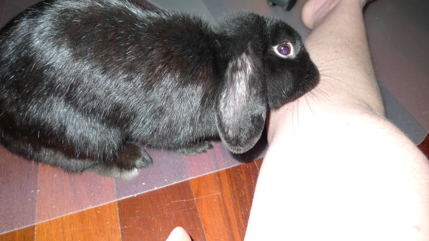 the baby rabbit is resting on a hand and being affectionate