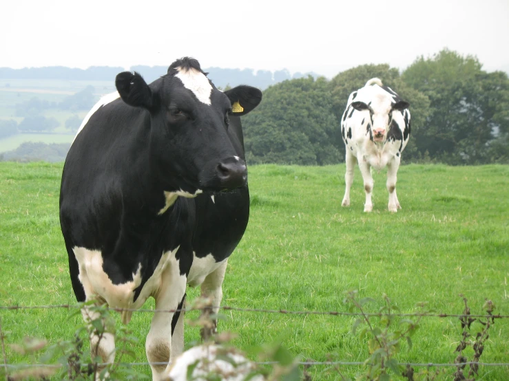 there are many cows in a field behind a fence