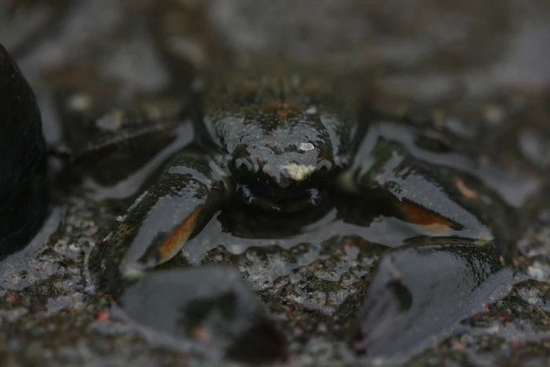 a crab sitting on top of a large rock