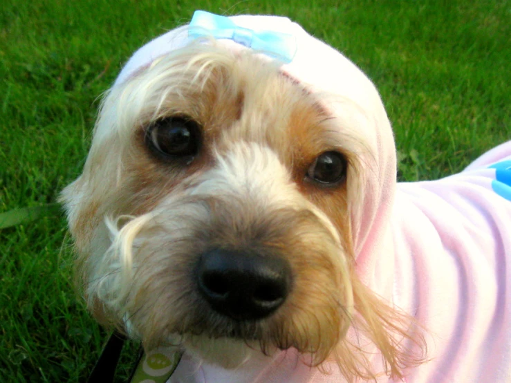 a small white dog wearing a dress and a blue bow