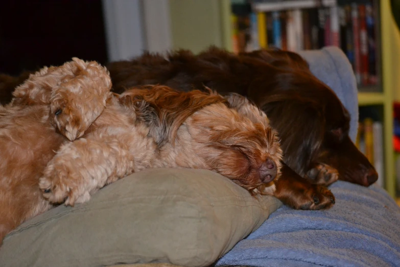 this brown dog is sleeping on a person