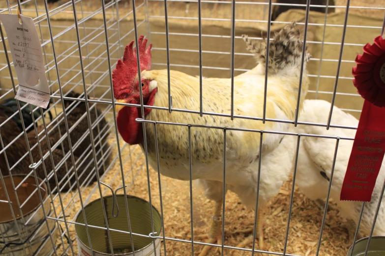 a close up of chickens in cage with tags