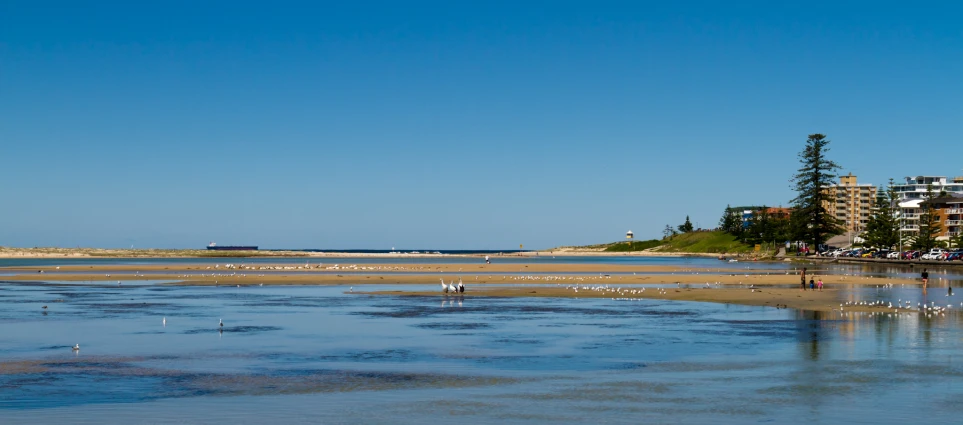 many birds on the shore of a beach