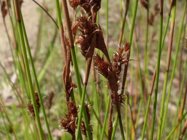 a bunch of green plants that are in the grass