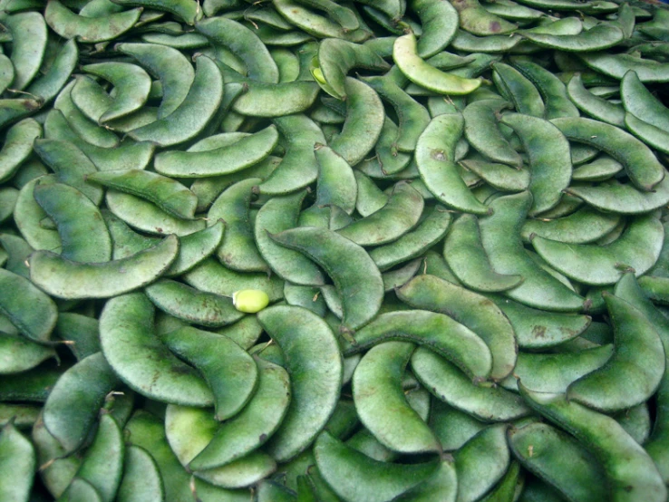 large group of bananas that are green and not ripe
