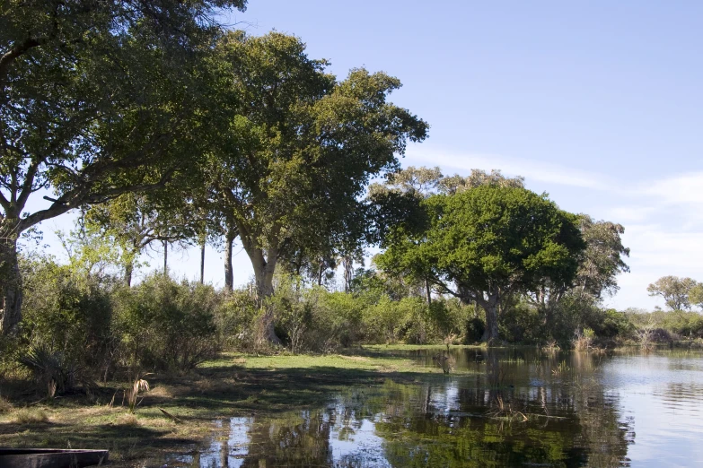 a swampy area of grass and water is partly enclosed by trees