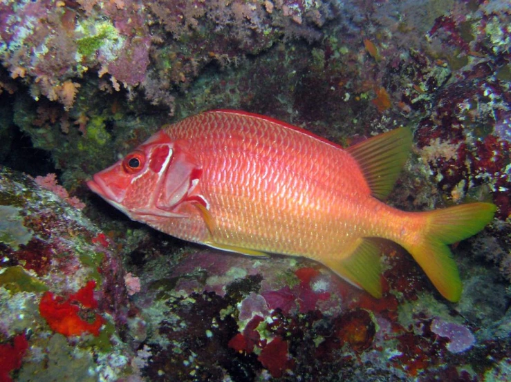 a fish is shown swimming in the water