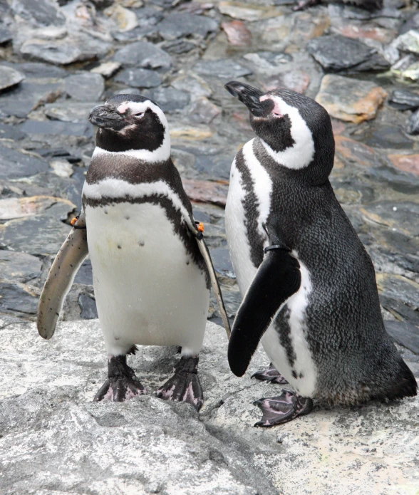 two penguins stand on a rock together