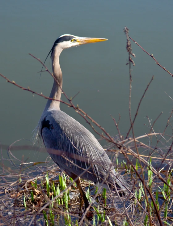 a bird is standing on some grass near the water