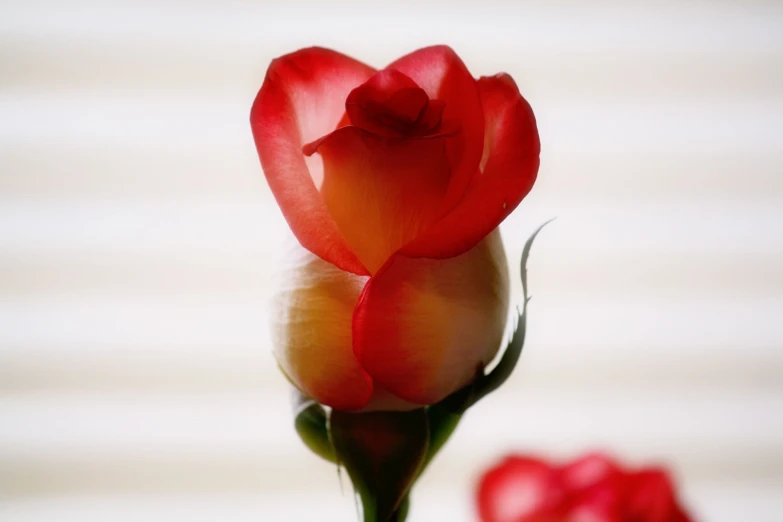 a red rose sitting on top of a green stem