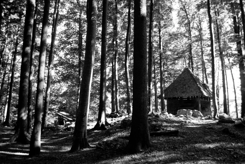 black and white pograph of a small log cabin in the woods
