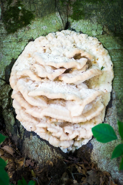 a mushroom is on the top of a tree trunk