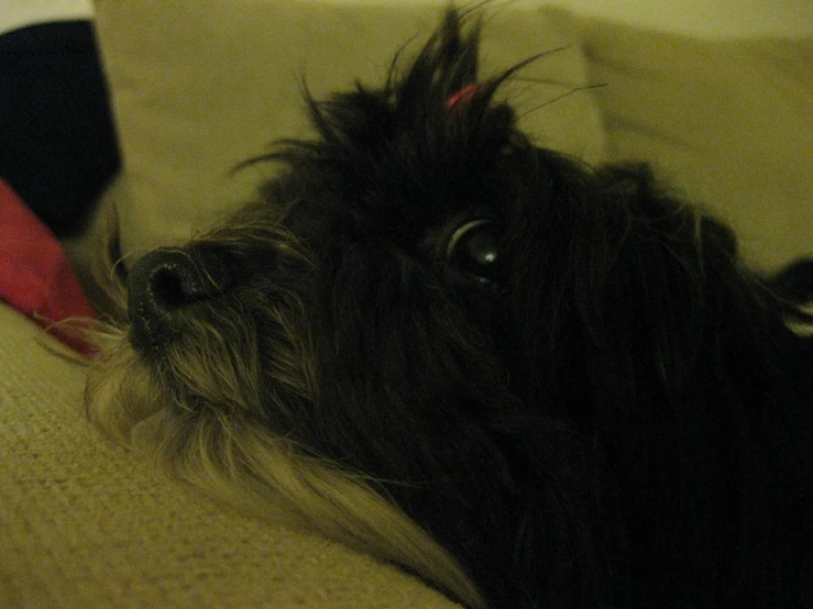 black dog laying on top of the couch