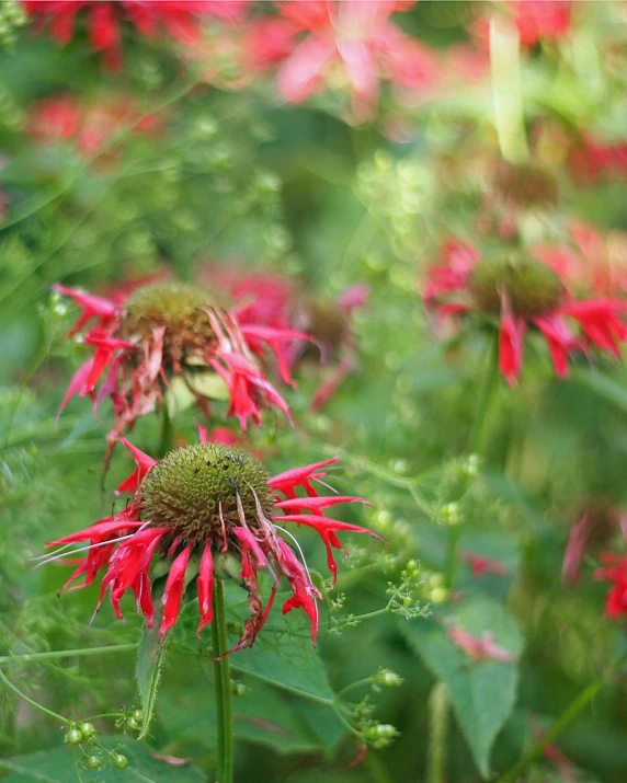 red flowers with yellow centers and green stems in front of many other flowers