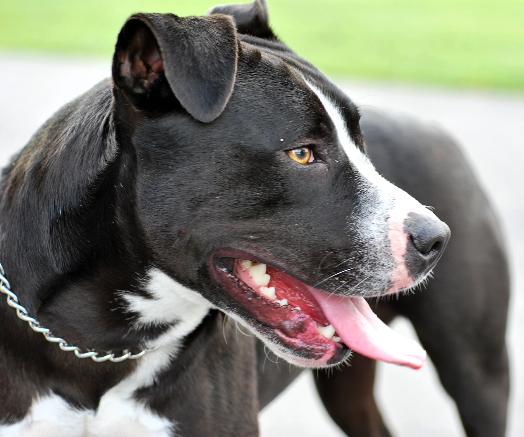 a black dog with a white and black stripe has its tongue hanging out and looks at the camera