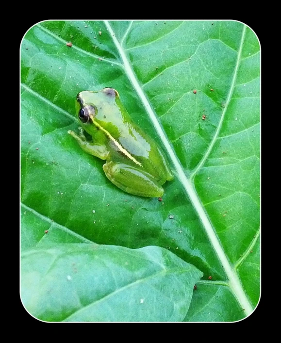 a small green frog sitting on top of a leaf