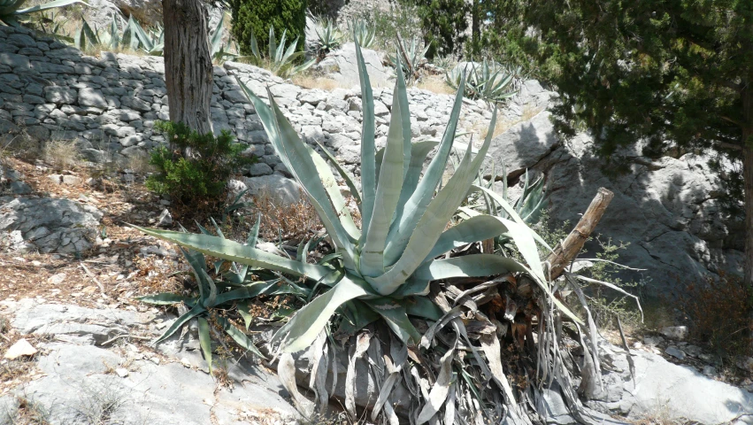 a closeup of the leaves on a large cactus